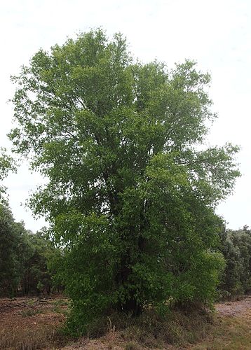 Terminalia oblongata